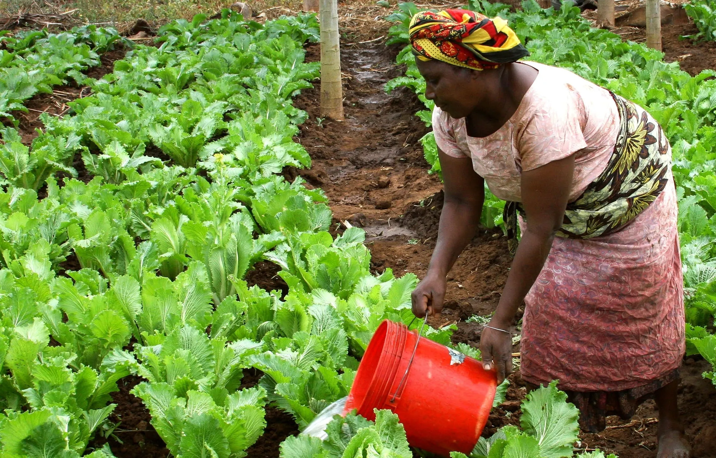 Beyond the Farm Gate: How IIABA is Reimagining Institutional Organic Growth